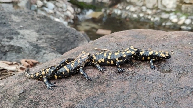 Benekli Anadolu Semenderi Ailesi Görüntülendi