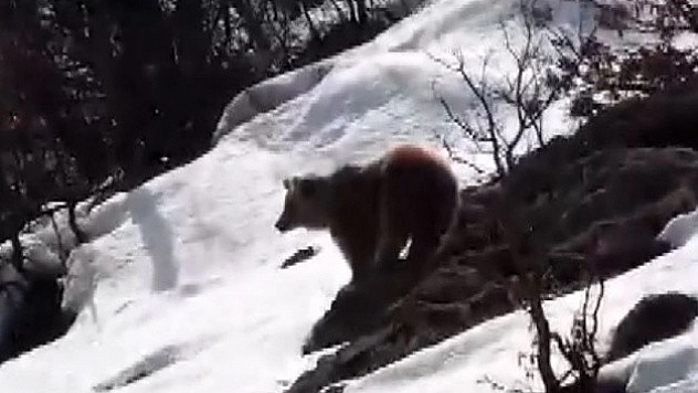 Boz Ayı Kış Uykusundan Uyandı