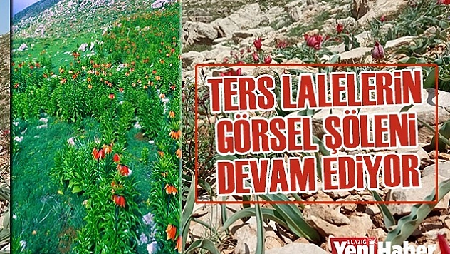Ters Lalelerin, Görsel Şöleni Devam Ediyor
