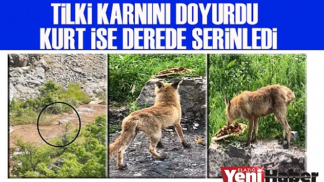Tilki Karnını Doyurdu, Kurt ise Derede Serinledi