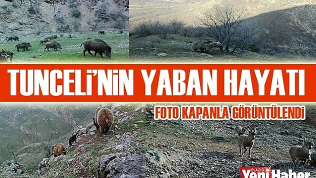 Tunceli'nin Yaban Hayatı Foto Kapanla Görüntülendi