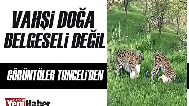 Vaşak, Kediyi Yakalayıp Götürdü