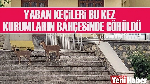 Yaban Keçileri,Bu Kez Kurumların Bahçesine Kadar Geldi