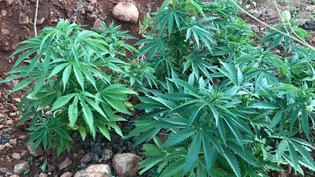 Malatya'da 5 bin 884 Kök Hint Keneviri Ele Geçirildi