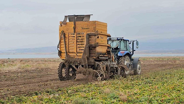 Adilcevaz'da pancar sökümü hızla devam ediyor
