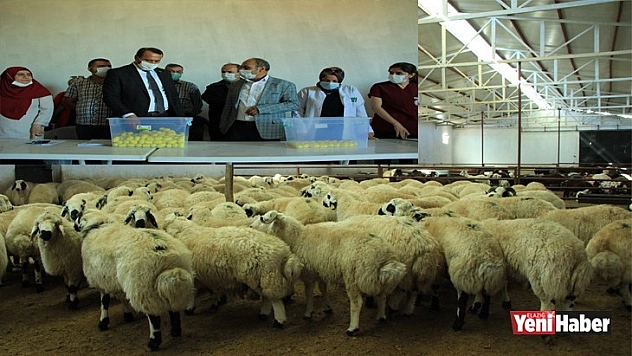 Elazığ'da Hibe Destekli 500 Koç Kura İle Sahibini Buldu!