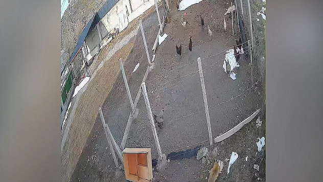 Tilki'den Kümes Baskını