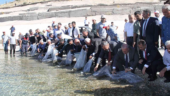 Milyonlarca Sazan Suya Bırakıldı
