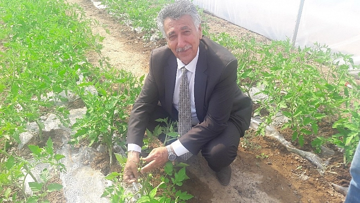 SODES projesi kapsamında ekilen sebzeler ilk mahsulü verdi 