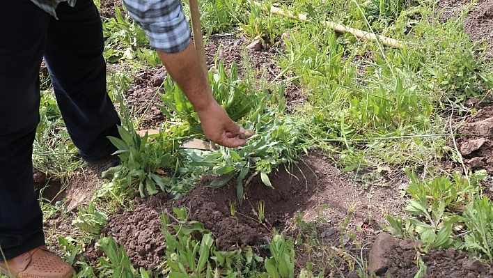 Toplanması yasak olan 6 kilo salep soğanına 48 bin 625 lira ceza 