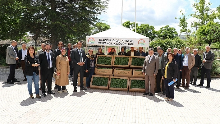 Çiftçiye 60 bin domates fidesi dağıtıldı 