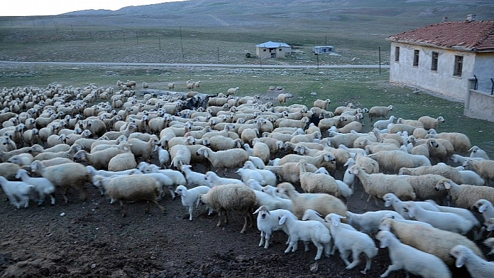 Kuzuların koyunlara kavuşma anı renkli görüntüler oluşturdu 