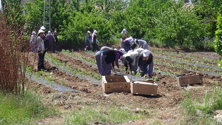 Doğanşehir'de tütünün alternatifi bulundu 