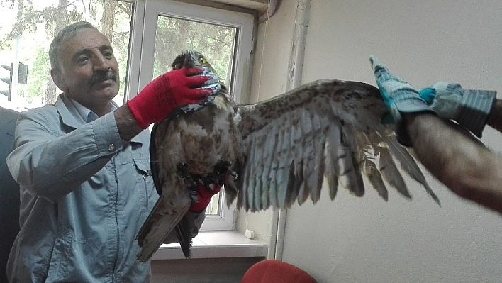 Tedavisi yapılan kartal doğaya bırakıldı 