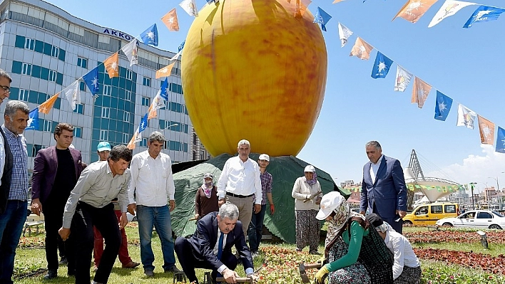 Malatya rengarenk çiçeğe büründü 