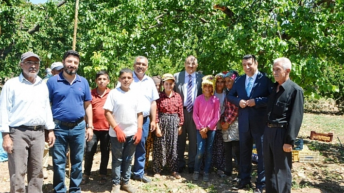 Vali Kaban kayısı hasadını yerinde inceledi 