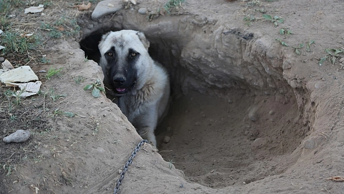 Kangal köpeği sıcaktan korunmak için çukur kazdı 