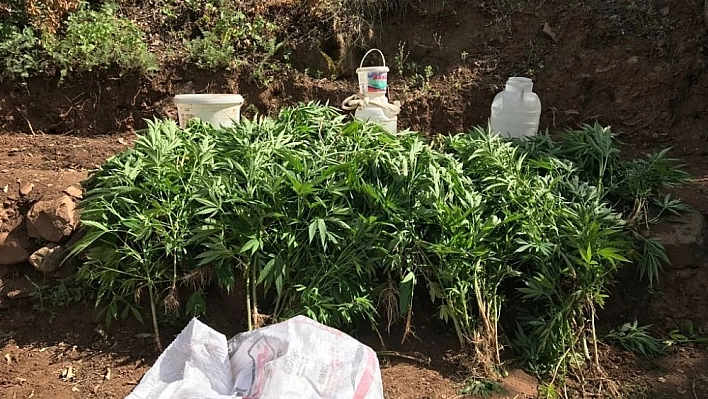Bingöl'de bin 100 kök kenevir bitkisi imha edildi 