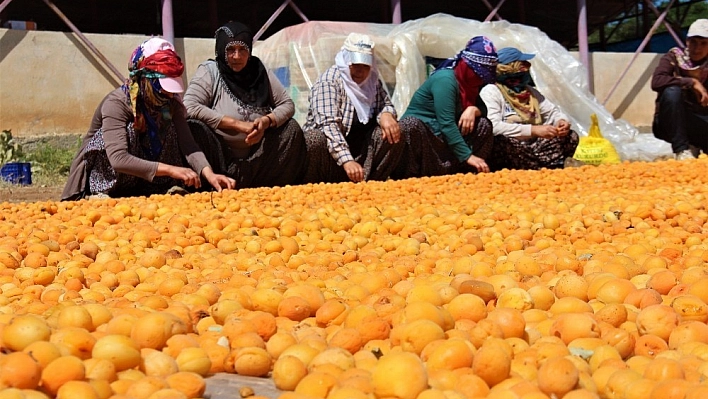 Kayısı, kadınlar için iş kapısı oldu 