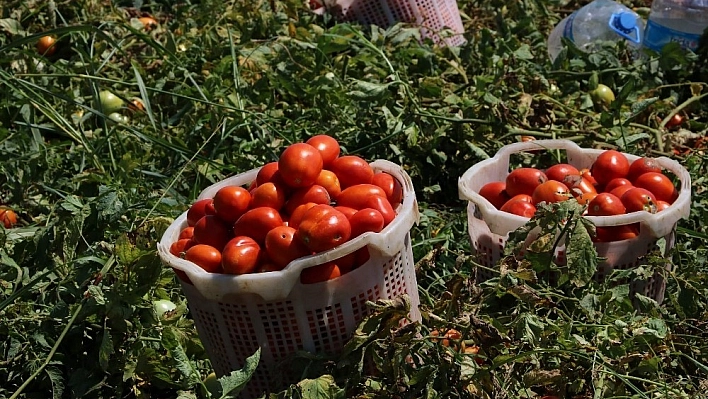 Üreticilere domates güvesi uyarısı 