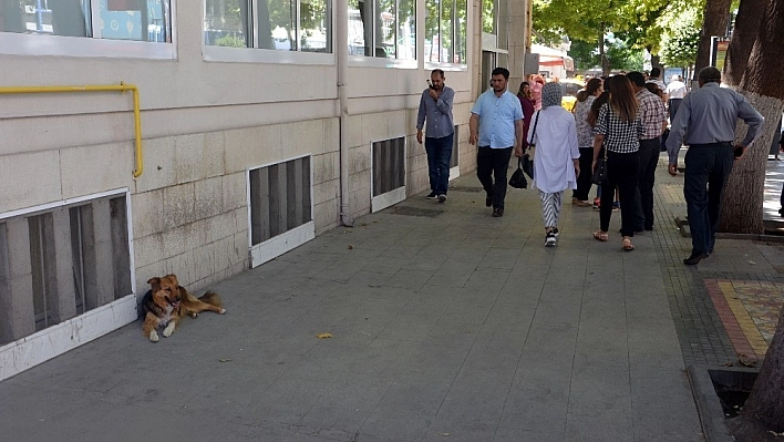 Aşırı sıcaklarda sokak hayvanlarına yardımcı olalım uyarısı 