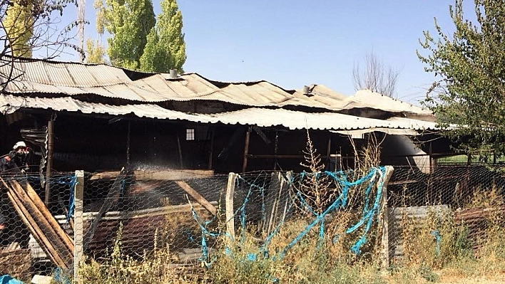Yangında 2 büyükbaş hayvan telef oldu 