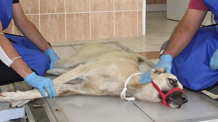 Beli Kırılan Köpek Tedavi Altına Alındı