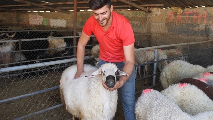 Elazığ'da kurbanlıklar pazara indi 