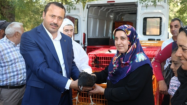 95 aileye yumurta tavuğu hibe edildi