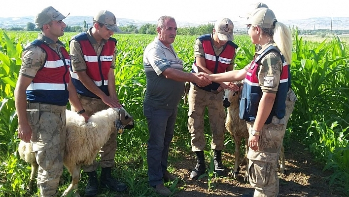 Elazığ'da kaybolan kurbanlıklar drone ile bulundu 