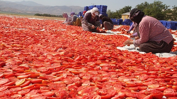 Tonlarca domates kurutulup dünyaya satılıyor 