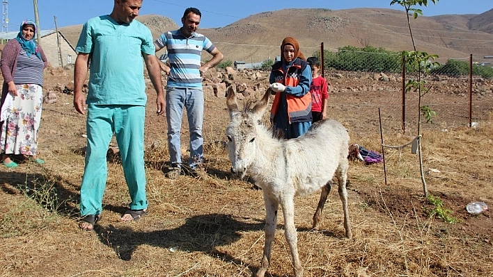 İçler acısı halde bulunan sıpa, tedavi altına alındı 