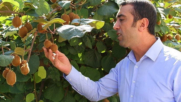 Bingöl'de kimsenin inanmadığı kiviyi o yetiştirdi 
