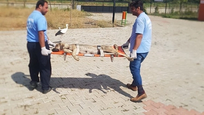Felçli köpek tedavi altına alındı 