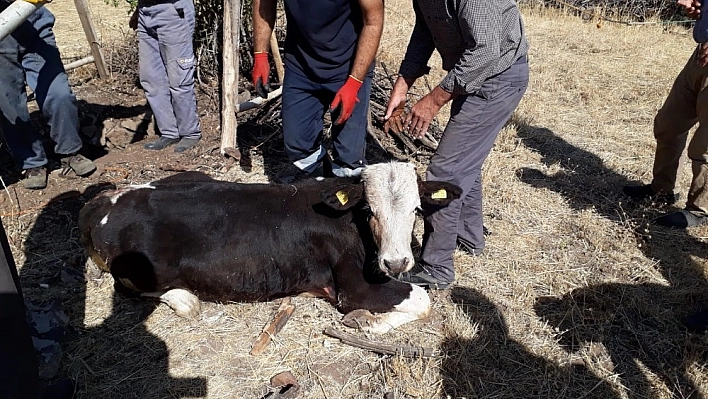 Kuyuya düşen ineği itfaiye kurtardı 