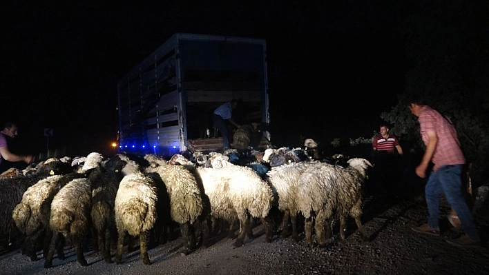 Tunceli'de kamyon devrildi, 12 hayvan telef oldu 