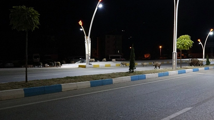 Tunceli'de merkeze inen yaban domuzları görüntülendi 