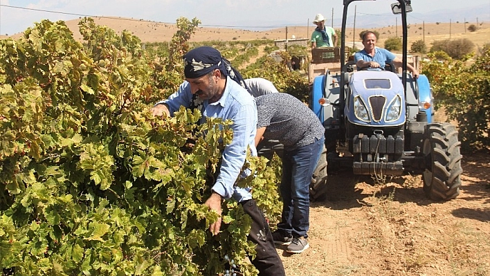 Bağ bozumu  işçilerin ekmek kapısı oldu 