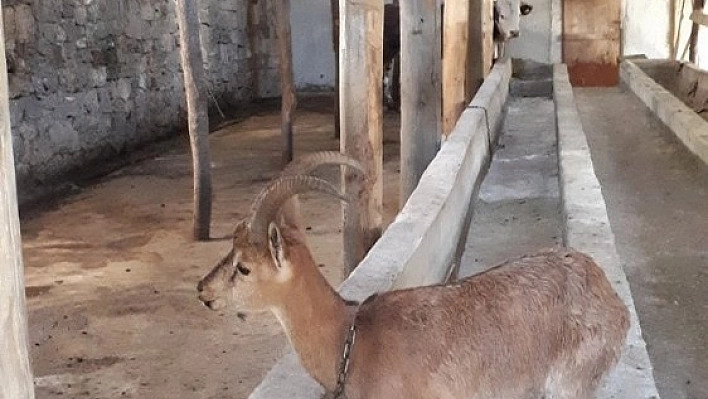 Köpeklerden kaçan yaban keçisi ahıra saklandı 