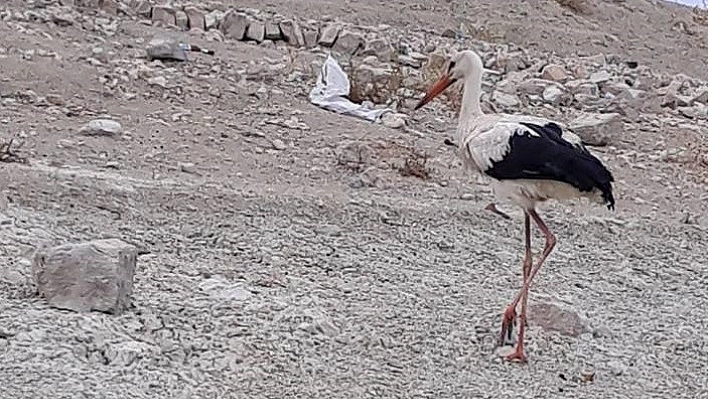Tedavi edilen leylek ve atmaca doğal ortamına bırakıldı 