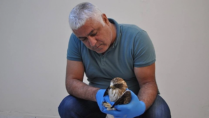 Tunceli'de tedavisi yapılan kartal, doğaya bırakıldı 