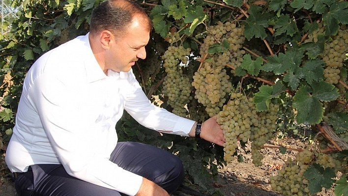 Vali Kaldırım'Elazığ üzümde önemli bir üretim merkezi' 