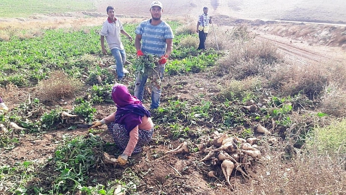Yazıhan Ovasında pancar hasadı başladı 
