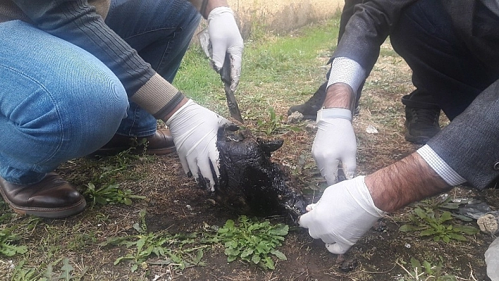 Zifte bulanan kaplumbağa temizlenerek, bakıma alındı 