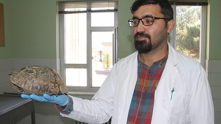 Kaplumbağanın kabuğu Çivi  ve telle birleştirildi