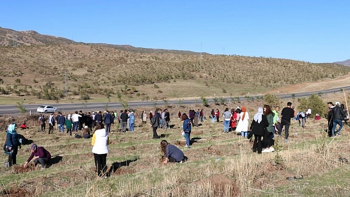 Bingöl'de 2 bin 443 fidan dikildi 