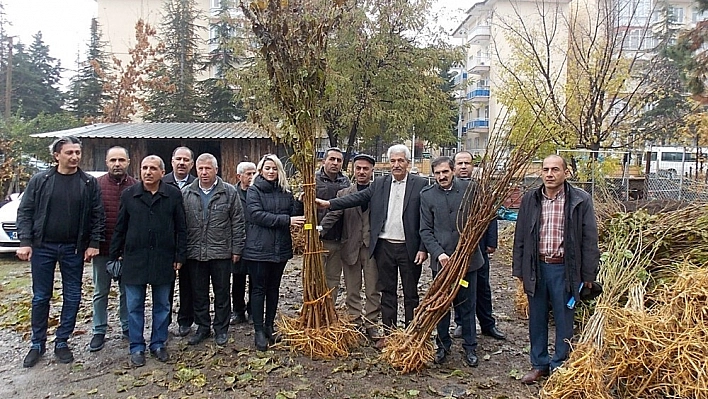 75 üreticiye dut fidanı dağıtıldı 