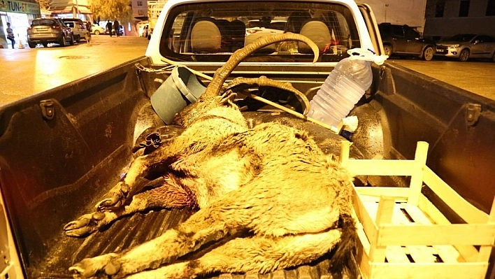 Dağ keçisi öldürüp, karşı çıkan köylüyü darp ettiler 