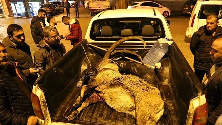 Dağ keçisini vuran iki şahıs yakalandı 