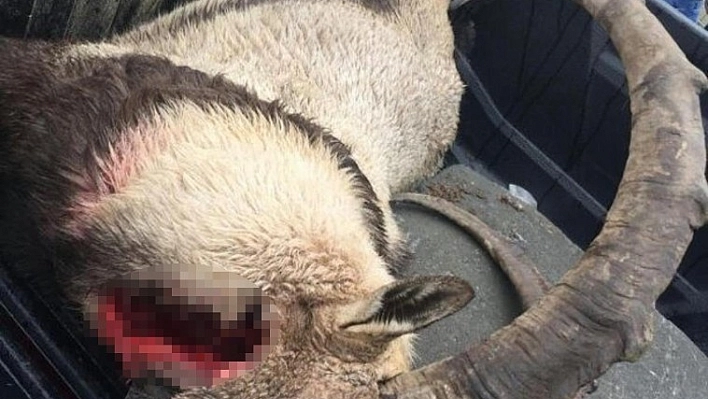Vurulup, saklanan dağ keçisi bulundu 